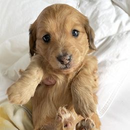 Dachshund Puppies from STORIED DOXIES