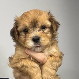 Boy 4 - Red male Havanese puppy in Walpole, Massachusetts from Golden Glen Havanese
