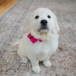 Miss Fuchsia - Light golden female Golden Retriever puppy in Bedford, Indiana from Indiana Goldens