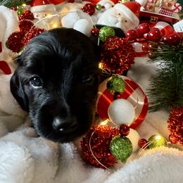 Dachshund Puppies from Jeff & Joette