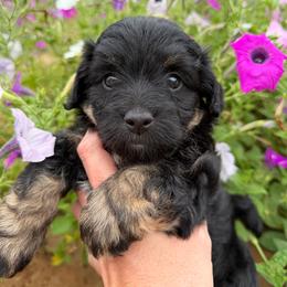Romeo - Black tri-color male Aussiedoodle puppy in Daphne, Alabama from Darling Australians