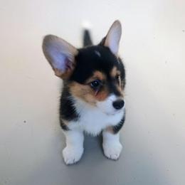 Hawk - Black and tan female American Corgi puppy in Ellensburg, Washington from Faery Mount Farm
