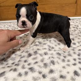 Small boy - Black brindle and white male Boston Terrier puppy in Madera Acres, California from Muggin Bostons Terriers and Mini Dachshund