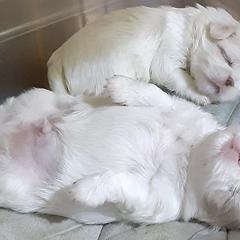 Chihuahua and Japanese Chin Puppies from Gift of Gods Favor