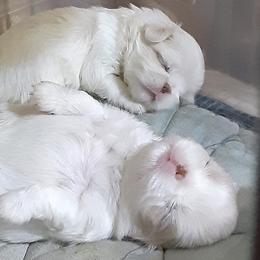 Chihuahua and Japanese Chin Puppies from Gift of Gods Favor