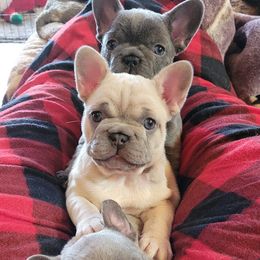 French Bulldog Puppies from Red Barn Farm of the Ozarks