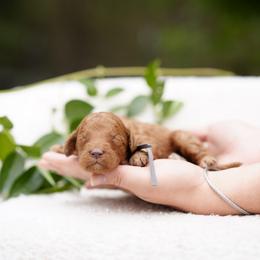Gray collar - Red  male Goldendoodle puppy in Spokane, Washington from Doodle Love