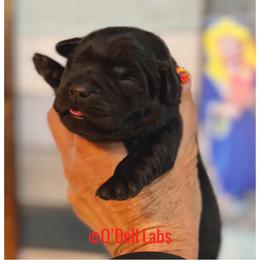 Lily - Black female Labrador Retriever puppy in Sullivan, Missouri from O’Dell Labs
