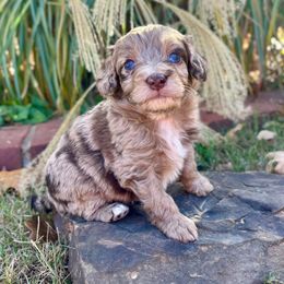 Appalachian - male Australian Mountain Doodle puppy in Bristow, Oklahoma from 10-Acre Woods Cockapoos