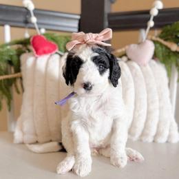 Jewel - Black and white female Sheepadoodle puppy in Danville, Indiana from Marley’s Doodle Ranch