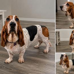 Molly - Basset Hound