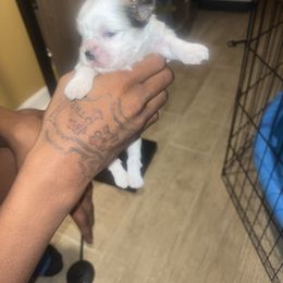 Butter cup - Gold and white female Shih Tzu puppy in Memphis, Tennessee from Lady Class Kennel