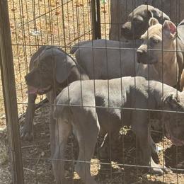 Cane Corso Puppies from Giosci Cane Corso