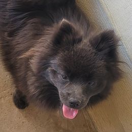 Pandora - Pomeranian