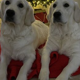 Golden Retriever Puppies from Suzy’s Golden Girls