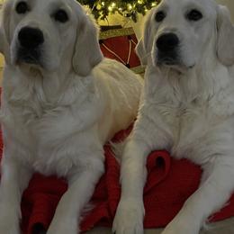 Golden Retriever Puppies from Suzy’s Golden Girls