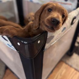 Goldendoodle Puppies from Golden Mesa Doodles