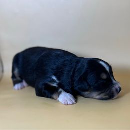 Girl 2 - Black tri female Miniature Australian Shepherd puppy in Hokes Bluff, Alabama from Alegria Toy Aussies