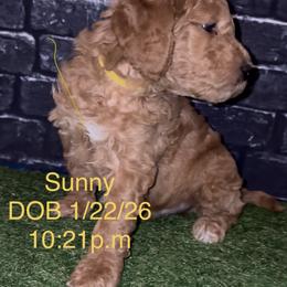 Goldendoodle Puppies from A&B Happybreeds