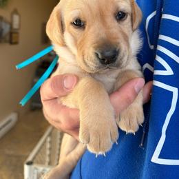 Girl 7 - Yellow female Labrador Retriever puppy in Lyman, Nebraska from Ruzicka Family Labradors LLC