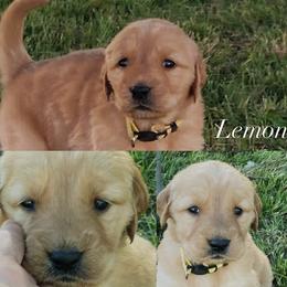 Lemon - Light golden female Golden Retriever puppy in Farmington, Utah from Golden Haven Doodles