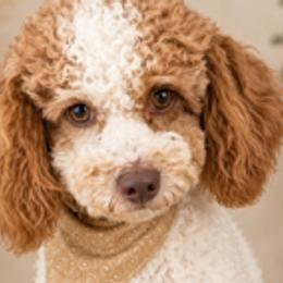 Otto - Cavapoo
