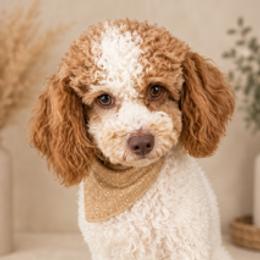 Otto - Cavapoo