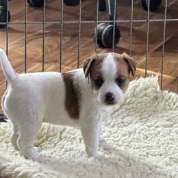 Jack Russell Terrier Puppies from Shavano Creek Jack Russell Terriers, LLC