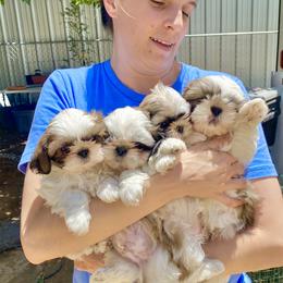 Shih Tzu Puppies from Willow Lane Shih Tzus