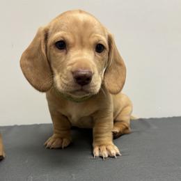 Dachshund Puppies from Bryant’s Miniature Dachshunds