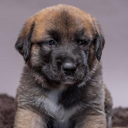 Anatolian Shepherd Dog Puppies from Fiddler’s Dream Anatolians