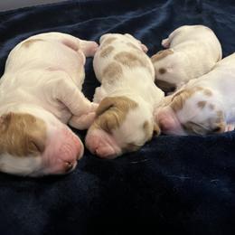 Irish Red and White Setter puppies from Waidman IRWS