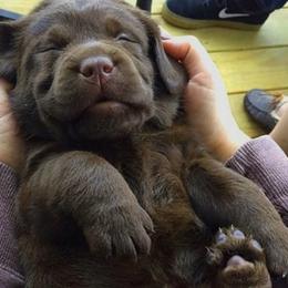 Labrador Retriever Puppies from Fairfax Pines English Labradors