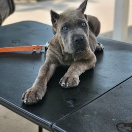 Cane Corso Puppies from Jolaw Kennel