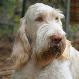 Fizzy - Spinone Italiano