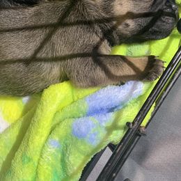 French Bulldog Puppies from Bad, Boujee and Cute !