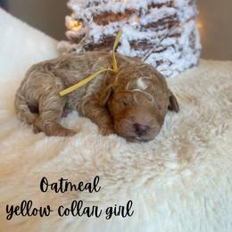 Oatmeal - Apricot female Goldendoodle puppy in Taylorsville, North Carolina from Doggone Dixie Doodles