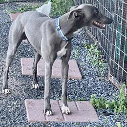 Hammer - Whippet