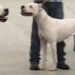 Tionna - Dogo Argentino