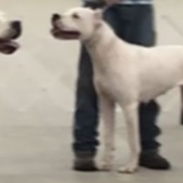 Tionna - Dogo Argentino