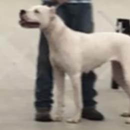 Tionna - Dogo Argentino