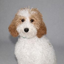 Rosalee - Parti female Poodle puppy in Connersville, Indiana from MoonShine Babies