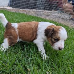 Nederlandse Kooikerhondje Puppies from Lenders Land