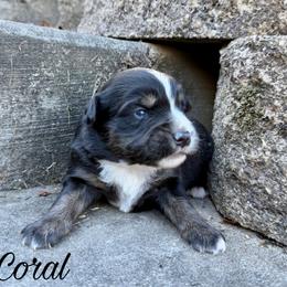 Coral - Black tri female Miniature Australian Shepherd puppy in Sandy Hook, Kentucky from RidgeTop Aussies