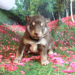 Alaskan Malamute Puppies from New River Valley Malamutes