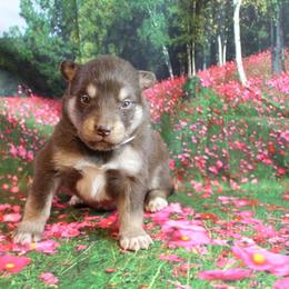 Alaskan Malamute Puppies from New River Valley Malamutes