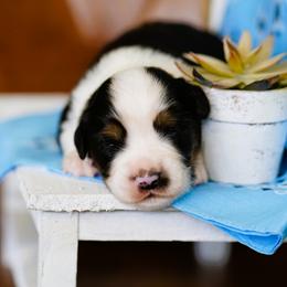 Colt - Black tri male Miniature Australian Shepherd puppy in Chesapeake, Virginia from Beaver Dam Mini Aussies
