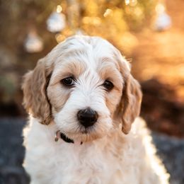 Goldendoodle Puppies from Fire Sky Kennels