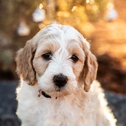 Goldendoodle Puppies from Fire Sky Kennels