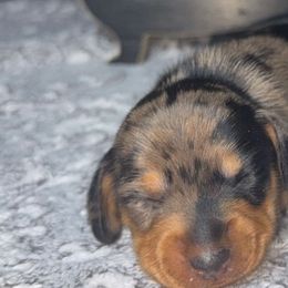 Dachshunds from Dachshund of M-A